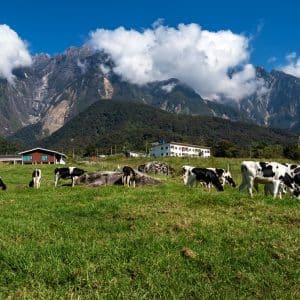 Kundasang Day Trip